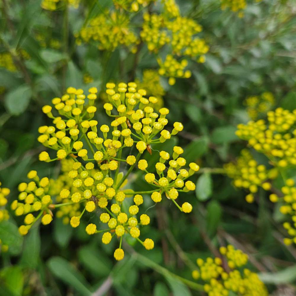 Hare's Ear Garden Flowers
