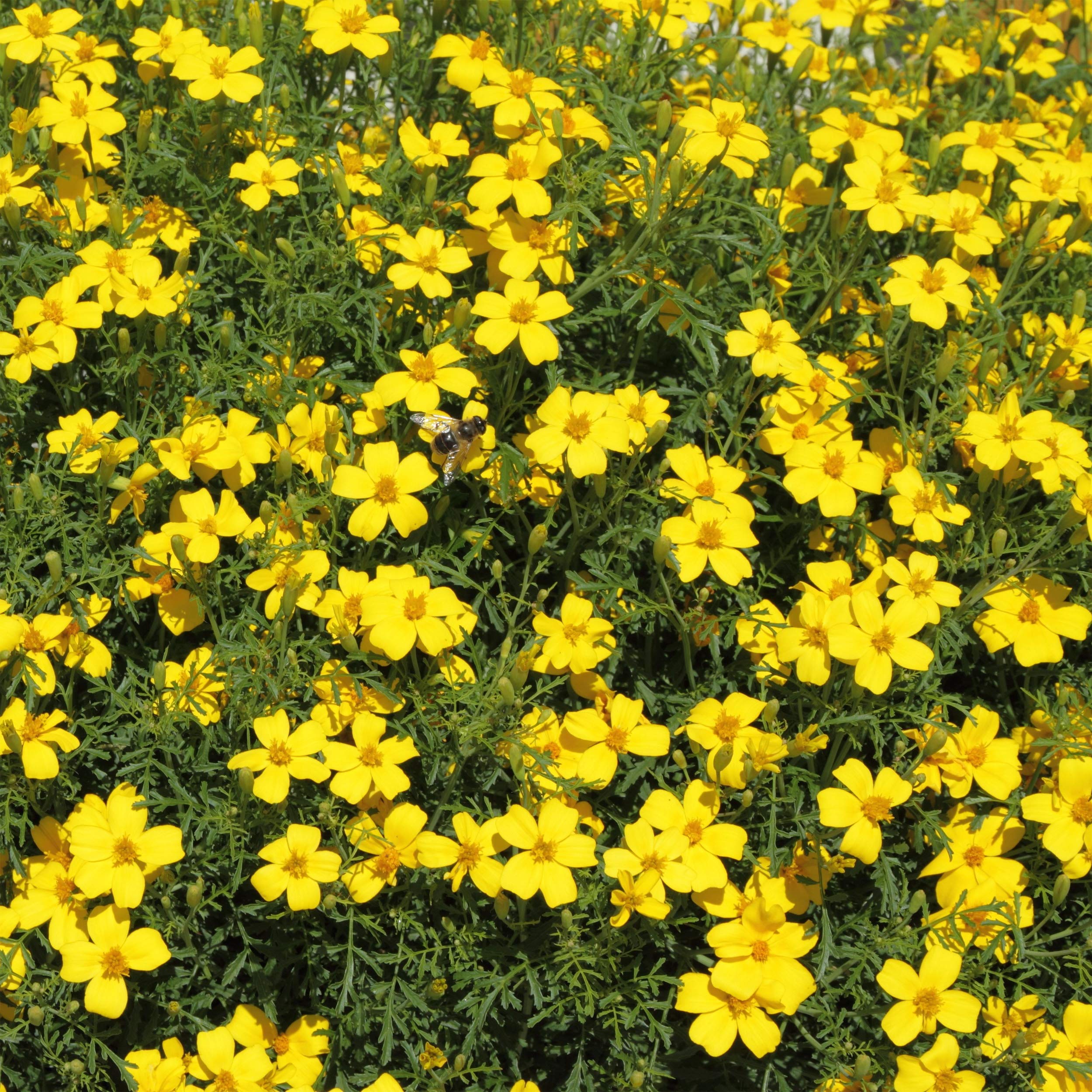 Bur Marigold Yellow Flowers