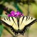 Butterfly Bush Mix