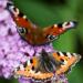 Butterfly Bush Mix Plant