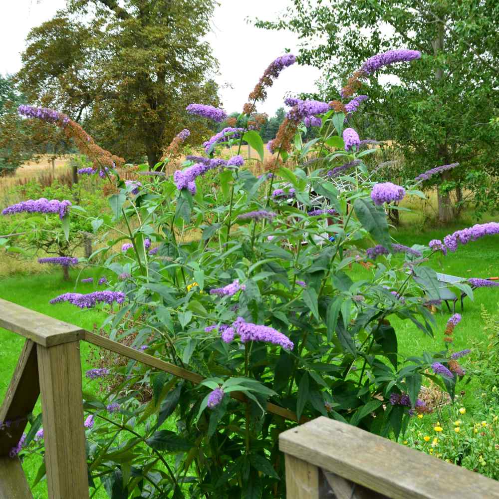 Butterfly Bush Seeds - Violet