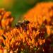 Butterfly Weed Flower