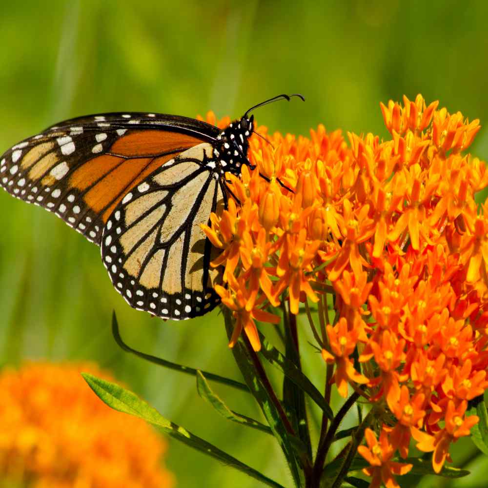 A photo of a butterfly milkweed flower