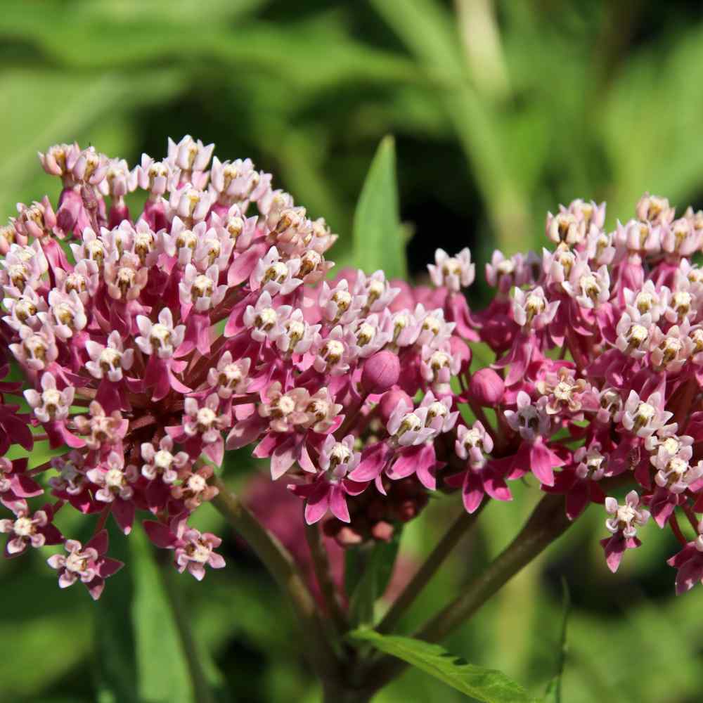 A photo of a swamp milkweed flower