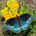 Butterfly Milkweed Hello Yellow Flowering Plant