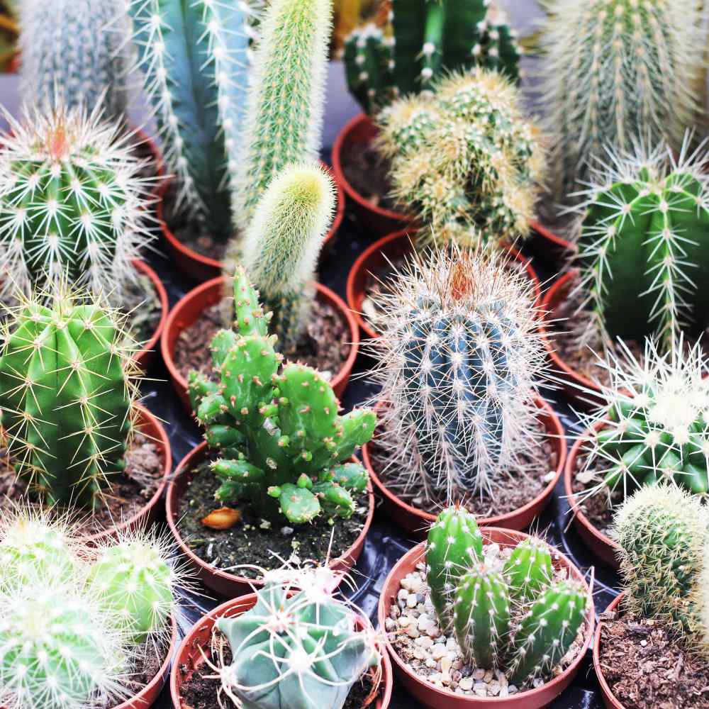 Cactus Seeds Cacti Garden Mix Flower Seeds