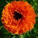 Calendula Geisha Girl Flowers