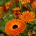 Calendula Geisha Girl Garden Flower