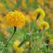 pot marigold seeds golden