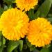 Pot Marigold Yellow Plant