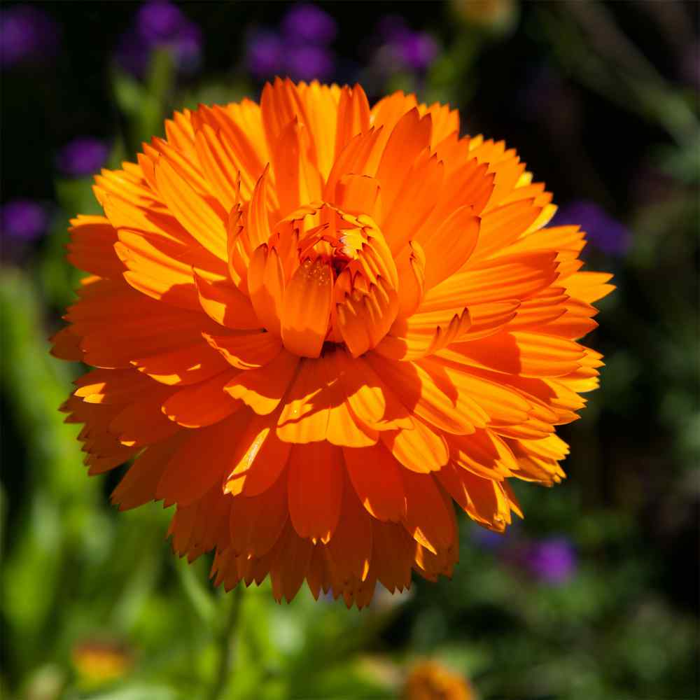 Calendula Orange King Flowers