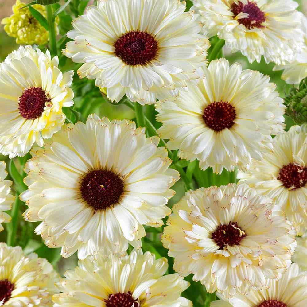Calendula Pot Marigold Snow Princess Garden Flowers