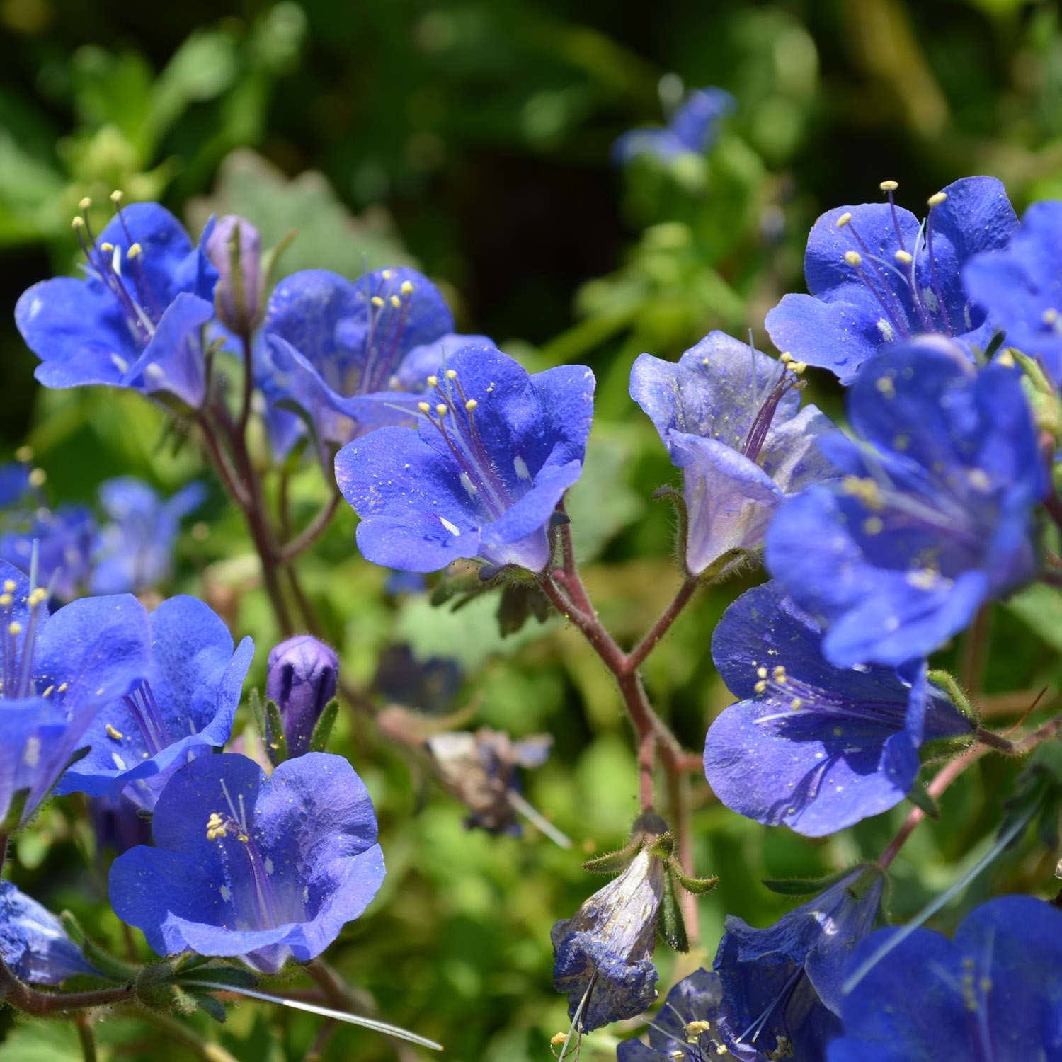 California Bluebell Meadow