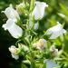 Biennial Campanula Medium White Flowers