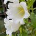 Canterbury Bells White Garden Flowers