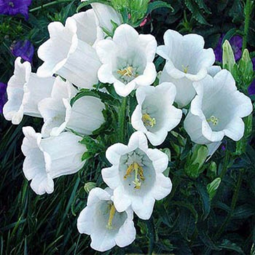 Campanula Medium White