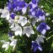 Bellflower Clips Flower Seed Mix