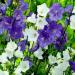 Bellflower Mix