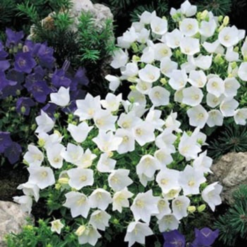 Campanula Carpatica White