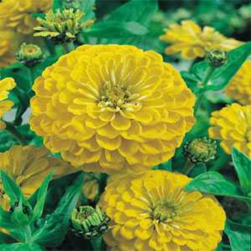 Zinnia Elegans Dahlia Flowered Canary Bird