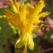 Canary Creeper Vining Flower