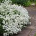 Candytuft Groundcover Seed