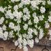 Iberis Candytuft Flower Bed