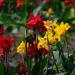 Canna Indica Flowers