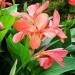 Canna Lily Salmon Flowers