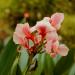 salmon canna flowers