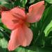 Canna Salmon Plants