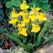 Canna Generalis Yellow Flowering Plants