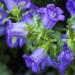 Campanula Medium Blue Flowers