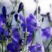 Canterbury Bells Blue Flowers