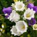 canterbury bell seeds white