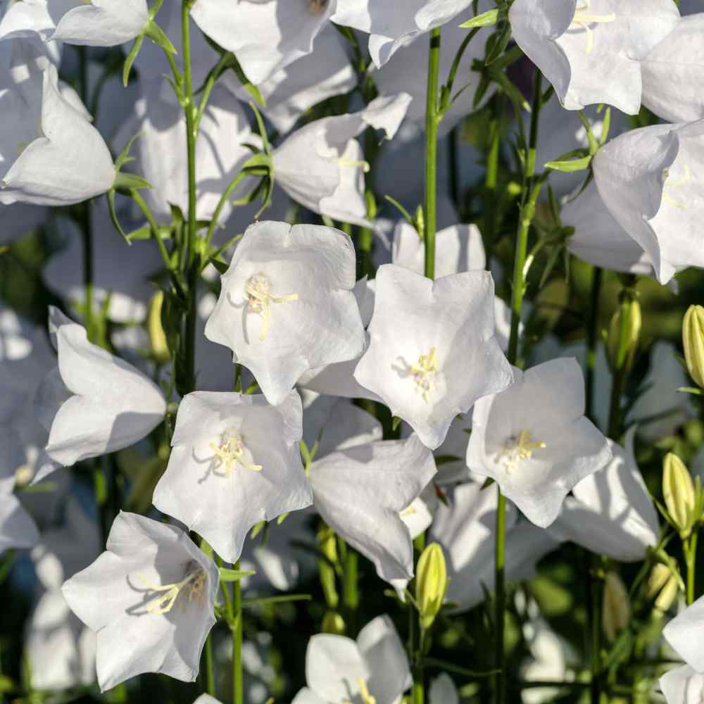 Biennial Campanula Medium White Flowers