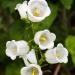 Canterbury Bells White Flowers