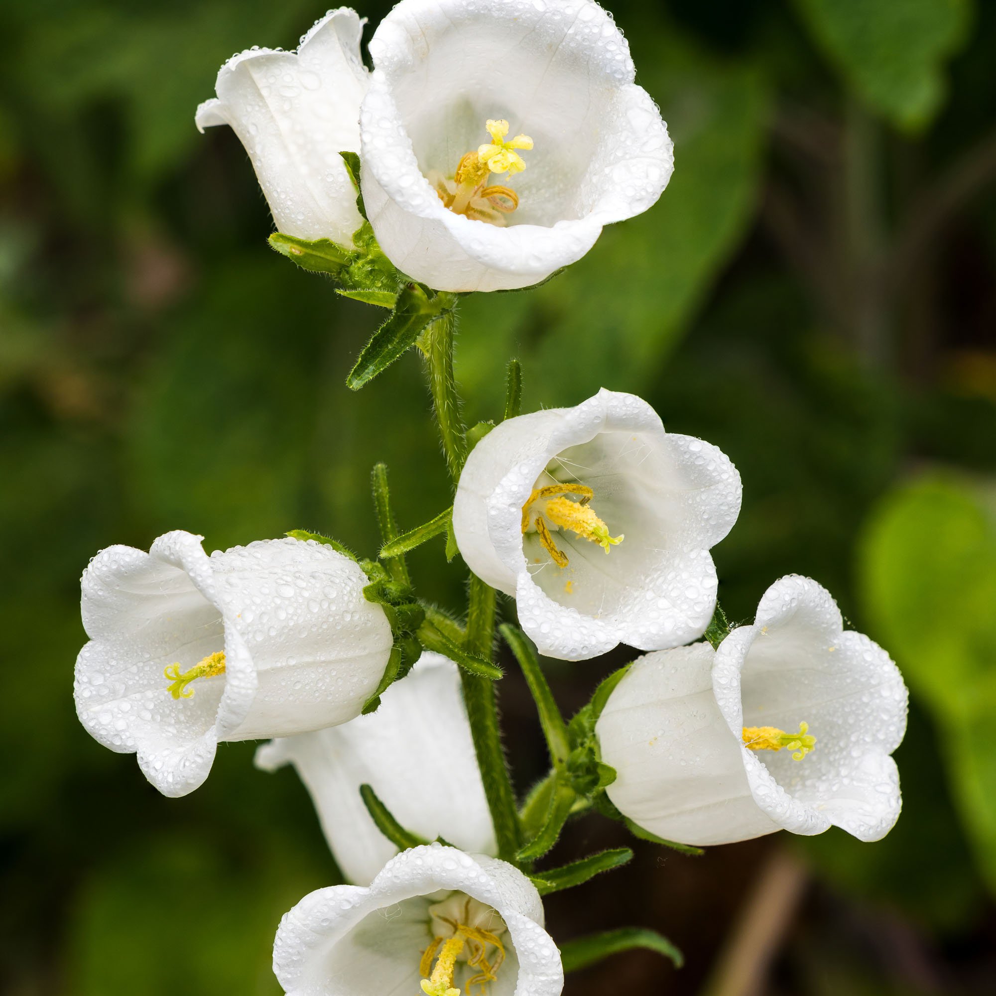white canterbury bells flowers