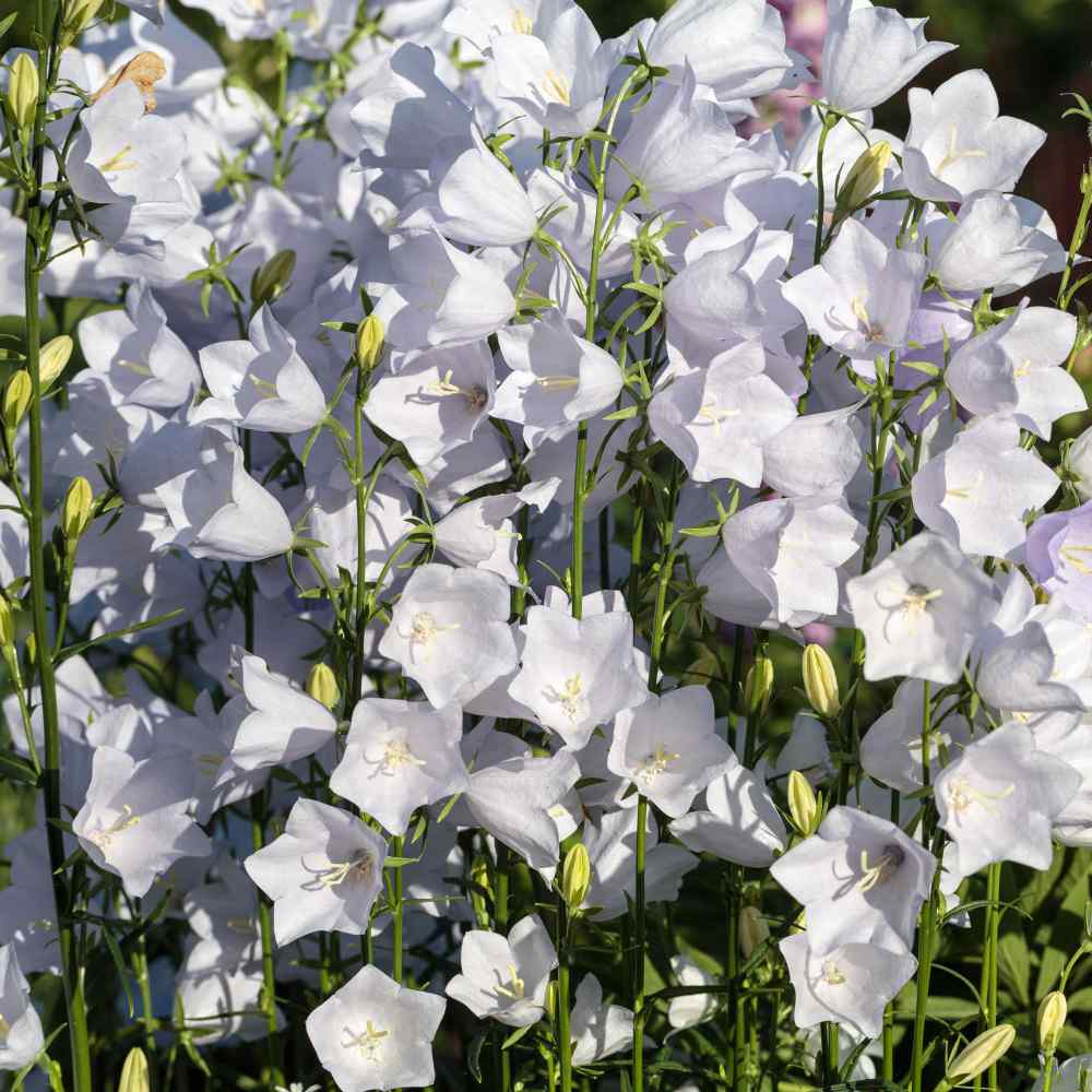 Canterbury Bells White Garden Flowers