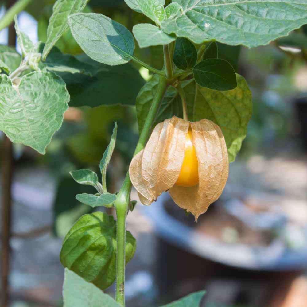 Exotic Perennial Berry Plant