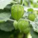 Peruvian Ground Cherry