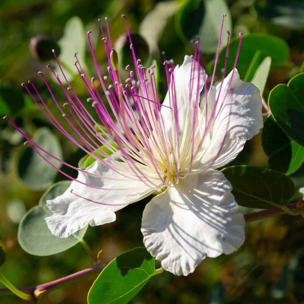 Capparis Caper Bush Flower Seeds