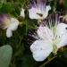 Bee On Flinders Rose Flower