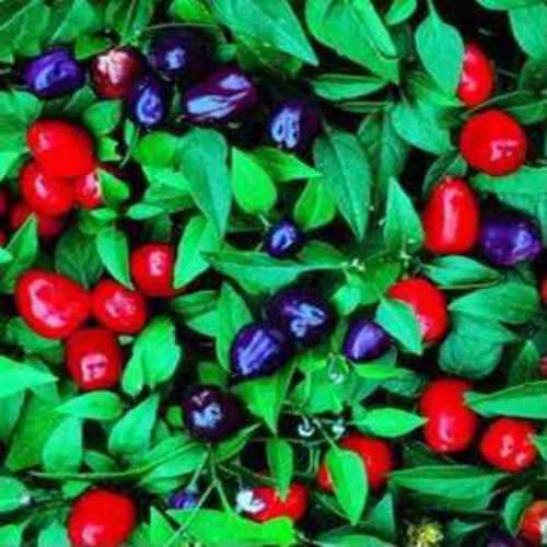 Capsicum Seeds Ornamental Pepper Filius Blue Flower Seed