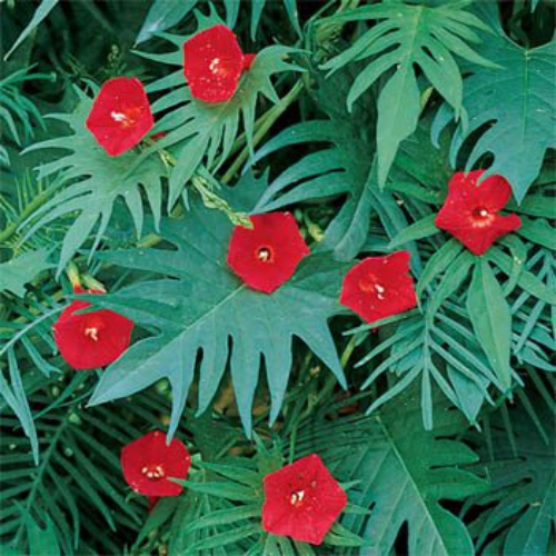 Cardinal Climber Flower Seed