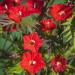 Cardinal Climber Flower Seed