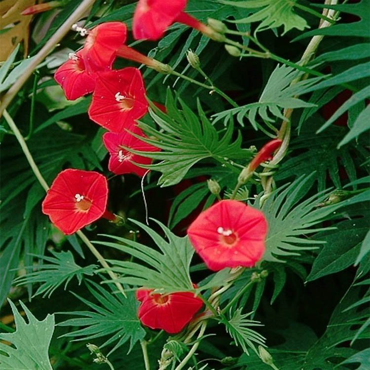 How To Plant Cardinal Vine Seeds