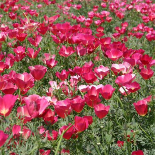 California Poppy Carmine King