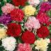 chabaud carnation mixed flowers