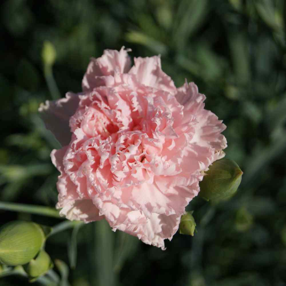 Carnation Seed Dianthus Caryophyllus Chabaud La France Flower Seed